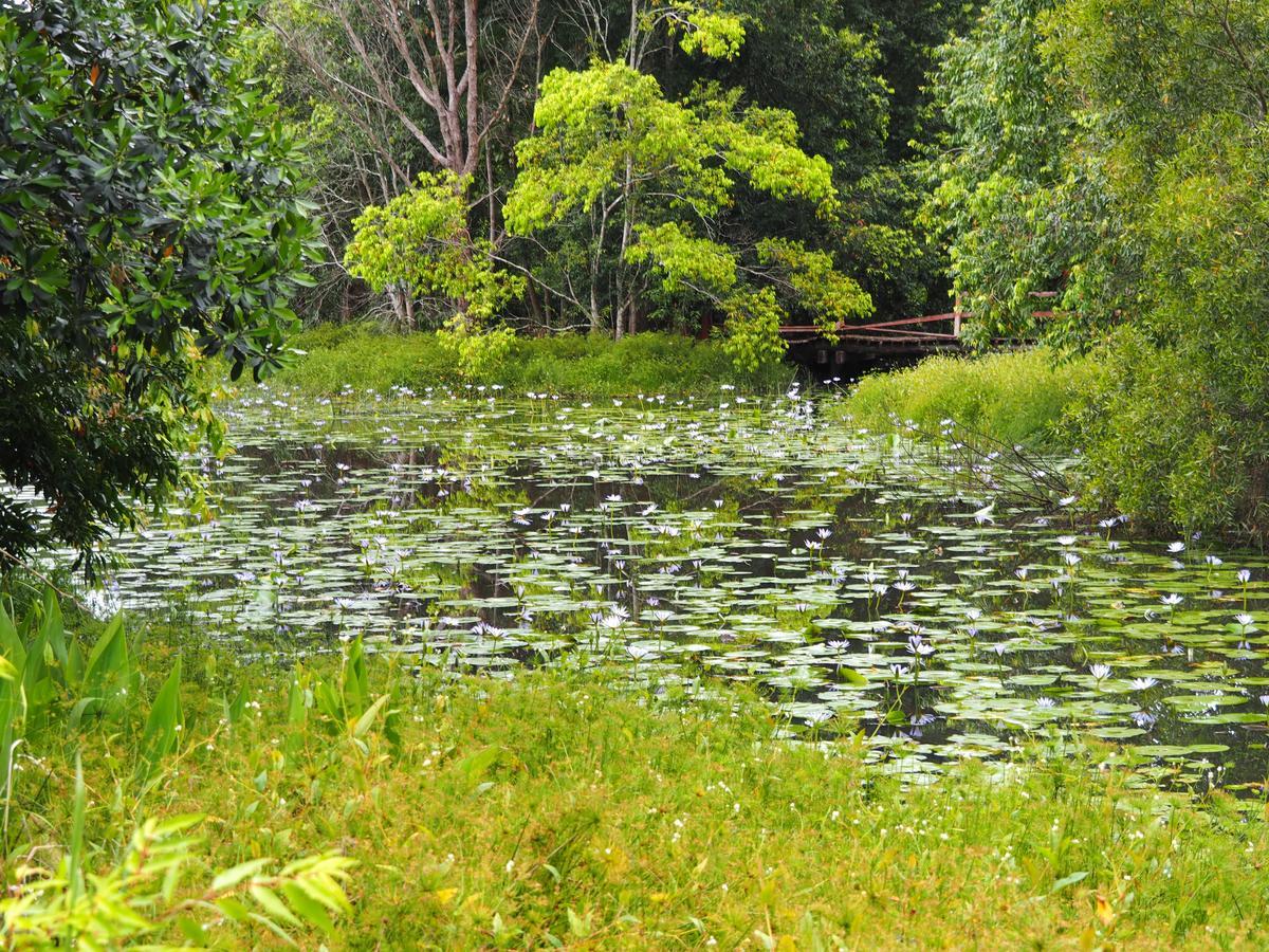 Lilypad Luxury Cabins Bellingen Exterior foto